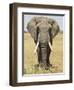 Front View of African Elephant with a Pierced Ear, Masai Mara National Reserve, East Africa, Africa-James Hager-Framed Photographic Print