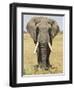 Front View of African Elephant with a Pierced Ear, Masai Mara National Reserve, East Africa, Africa-James Hager-Framed Photographic Print