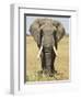 Front View of African Elephant with a Pierced Ear, Masai Mara National Reserve, East Africa, Africa-James Hager-Framed Photographic Print