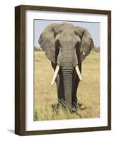 Front View of African Elephant with a Pierced Ear, Masai Mara National Reserve, East Africa, Africa-James Hager-Framed Photographic Print