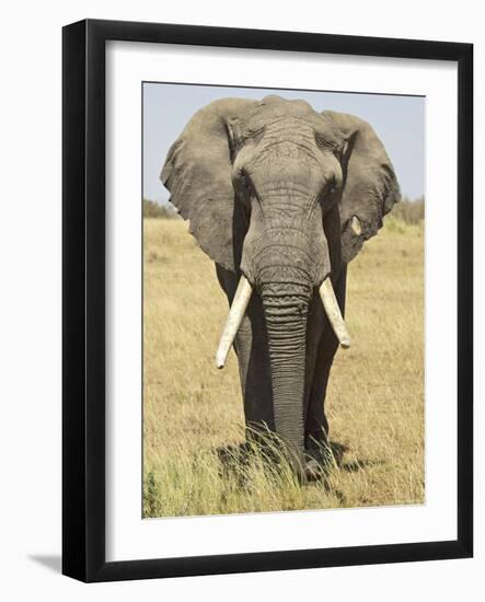 Front View of African Elephant with a Pierced Ear, Masai Mara National Reserve, East Africa, Africa-James Hager-Framed Photographic Print