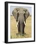 Front View of African Elephant with a Pierced Ear, Masai Mara National Reserve, East Africa, Africa-James Hager-Framed Photographic Print