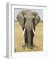 Front View of African Elephant with a Pierced Ear, Masai Mara National Reserve, East Africa, Africa-James Hager-Framed Photographic Print