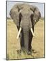 Front View of African Elephant with a Pierced Ear, Masai Mara National Reserve, East Africa, Africa-James Hager-Mounted Photographic Print
