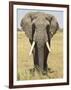 Front View of African Elephant with a Pierced Ear, Masai Mara National Reserve, East Africa, Africa-James Hager-Framed Photographic Print