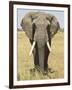 Front View of African Elephant with a Pierced Ear, Masai Mara National Reserve, East Africa, Africa-James Hager-Framed Photographic Print