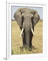 Front View of African Elephant with a Pierced Ear, Masai Mara National Reserve, East Africa, Africa-James Hager-Framed Photographic Print