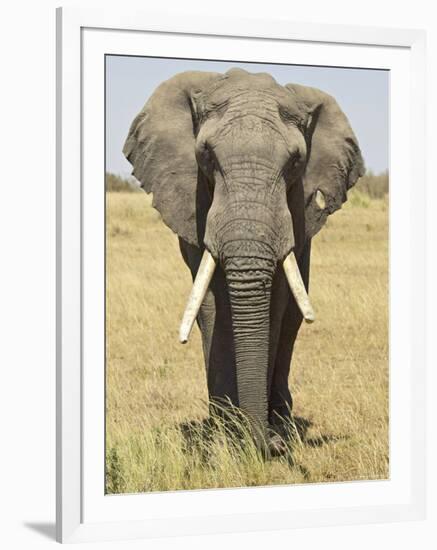 Front View of African Elephant with a Pierced Ear, Masai Mara National Reserve, East Africa, Africa-James Hager-Framed Photographic Print