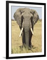 Front View of African Elephant with a Pierced Ear, Masai Mara National Reserve, East Africa, Africa-James Hager-Framed Photographic Print