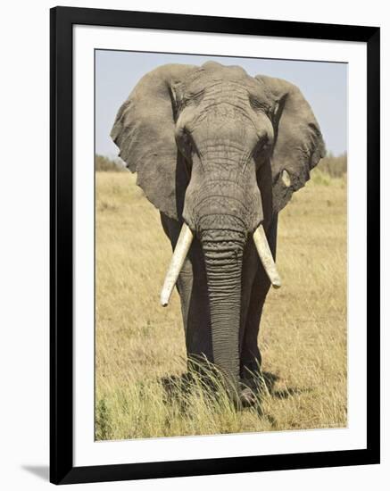 Front View of African Elephant with a Pierced Ear, Masai Mara National Reserve, East Africa, Africa-James Hager-Framed Photographic Print