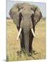 Front View of African Elephant with a Pierced Ear, Masai Mara National Reserve, East Africa, Africa-James Hager-Mounted Photographic Print