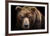 Front View of Brown Bear Isolated on Black Background. Portrait of Kamchatka Bear (Ursus Arctos Ber-Lubos Chlubny-Framed Photographic Print