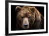 Front View of Brown Bear Isolated on Black Background. Portrait of Kamchatka Bear (Ursus Arctos Ber-Lubos Chlubny-Framed Photographic Print