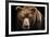 Front View of Brown Bear Isolated on Black Background. Portrait of Kamchatka Bear (Ursus Arctos Ber-Lubos Chlubny-Framed Photographic Print