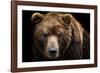 Front View of Brown Bear Isolated on Black Background. Portrait of Kamchatka Bear (Ursus Arctos Ber-Lubos Chlubny-Framed Photographic Print