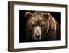 Front View of Brown Bear Isolated on Black Background. Portrait of Kamchatka Bear (Ursus Arctos Ber-Lubos Chlubny-Framed Photographic Print