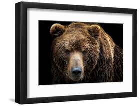 Front View of Brown Bear Isolated on Black Background. Portrait of Kamchatka Bear (Ursus Arctos Ber-Lubos Chlubny-Framed Photographic Print