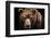 Front View of Brown Bear Isolated on Black Background. Portrait of Kamchatka Bear (Ursus Arctos Ber-Lubos Chlubny-Framed Photographic Print