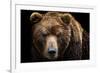 Front View of Brown Bear Isolated on Black Background. Portrait of Kamchatka Bear (Ursus Arctos Ber-Lubos Chlubny-Framed Photographic Print