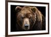 Front View of Brown Bear Isolated on Black Background. Portrait of Kamchatka Bear (Ursus Arctos Ber-Lubos Chlubny-Framed Photographic Print