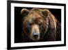 Front View of Brown Bear Isolated on Black Background. Portrait of Kamchatka Bear (Ursus Arctos Ber-Lubos Chlubny-Framed Photographic Print