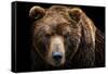 Front View of Brown Bear Isolated on Black Background. Portrait of Kamchatka Bear (Ursus Arctos Ber-Lubos Chlubny-Framed Stretched Canvas