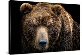 Front View of Brown Bear Isolated on Black Background. Portrait of Kamchatka Bear (Ursus Arctos Ber-Lubos Chlubny-Stretched Canvas