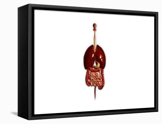 Front View of Human Digestive System with Lungs-null-Framed Stretched Canvas