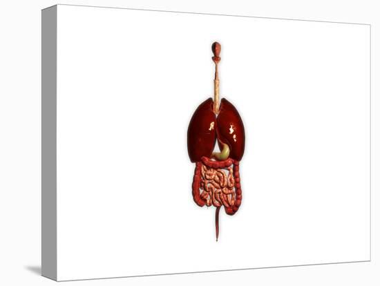 Front View of Human Digestive System with Lungs-null-Stretched Canvas