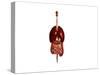 Front View of Human Digestive System with Lungs-null-Stretched Canvas