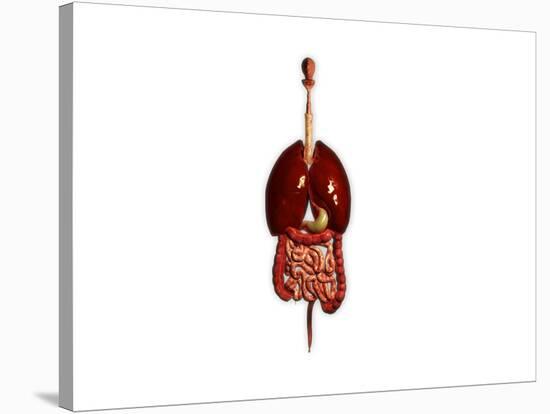 Front View of Human Digestive System with Lungs-null-Stretched Canvas