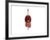 Front View of Human Digestive System with Lungs-null-Framed Art Print