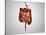 Front View of Human Digestive System-null-Stretched Canvas