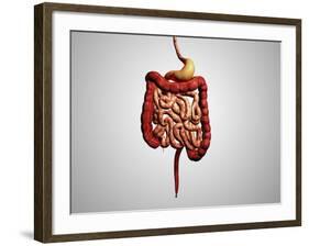 Front View of Human Digestive System-null-Framed Art Print