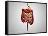 Front View of Human Digestive System-null-Framed Stretched Canvas