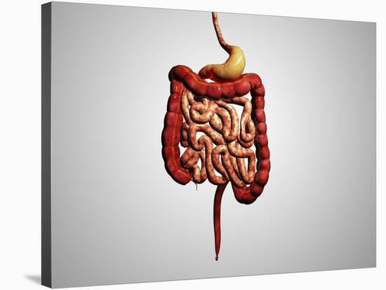 Front View of Human Digestive System-null-Stretched Canvas