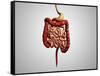 Front View of Human Digestive System-null-Framed Stretched Canvas