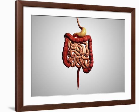 Front View of Human Digestive System-null-Framed Art Print