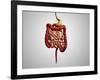 Front View of Human Digestive System-null-Framed Art Print