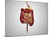 Front View of Human Digestive System-null-Mounted Art Print