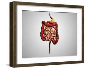 Front View of Human Digestive System-null-Framed Art Print