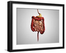 Front View of Human Digestive System-null-Framed Art Print