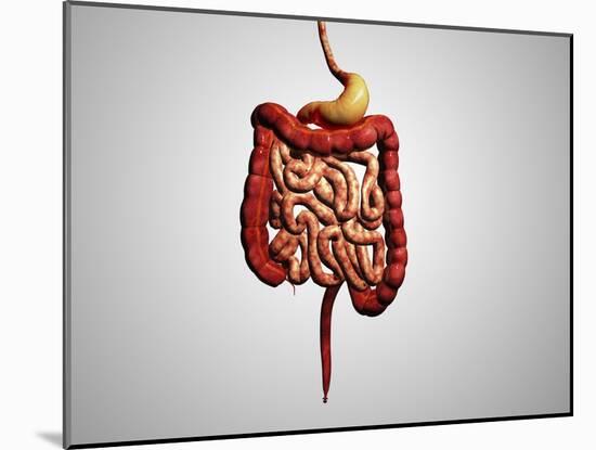 Front View of Human Digestive System-null-Mounted Art Print