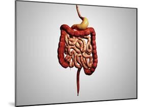 Front View of Human Digestive System-null-Mounted Art Print