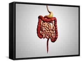 Front View of Human Digestive System-null-Framed Stretched Canvas