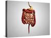 Front View of Human Digestive System-null-Stretched Canvas