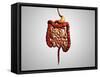 Front View of Human Digestive System-null-Framed Stretched Canvas