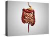 Front View of Human Digestive System-null-Stretched Canvas