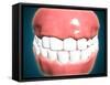 Front View of Human Mouth with Teeth and Gums-null-Framed Stretched Canvas
