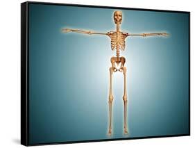 Front View of Human Skeletal System-null-Framed Stretched Canvas